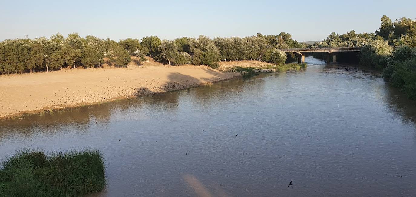 La ciudad se suma mañana a la campaña regional de la limpieza de la ribera del Guadalquivir
