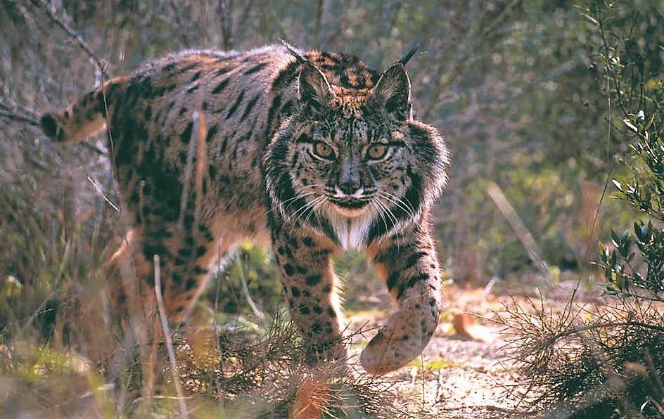 La Sierra de Andújar abandera el crecimiento del lince ibérico