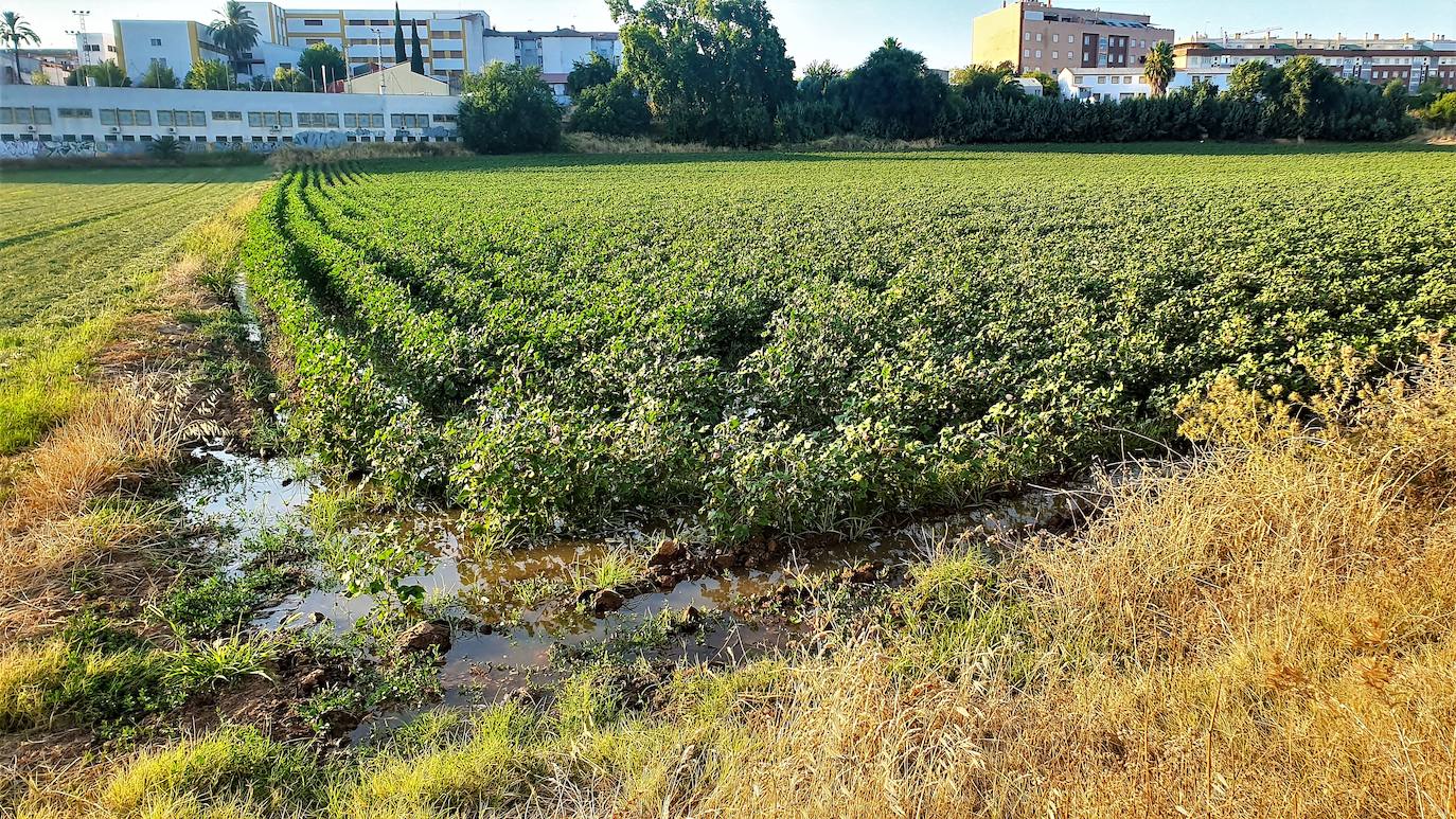 La concienciación de los agricultores ante las restricciones, clave para salvar los próximos cultivos en la zona