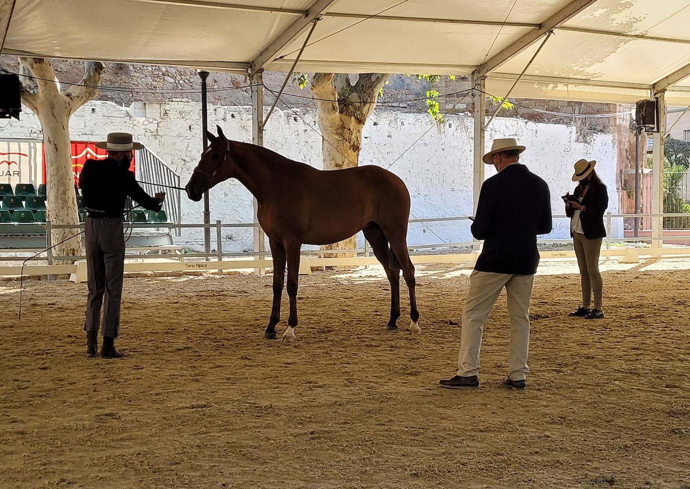 La estrecha relación de la ciudad con el caballo motiva el apoyo para el regreso de Anducab