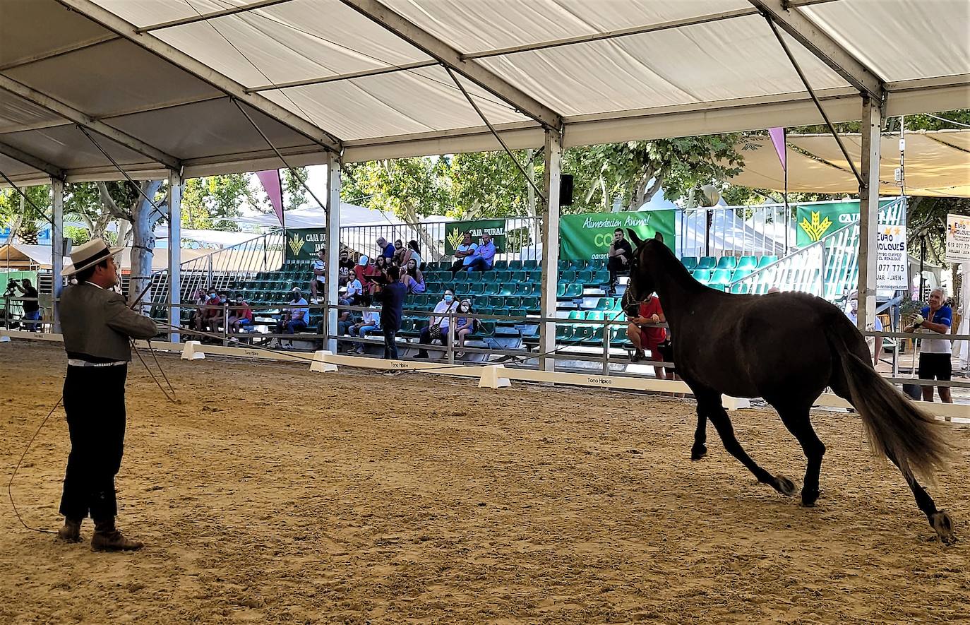 Anducab supone un bálsamo para el sector ecuestre