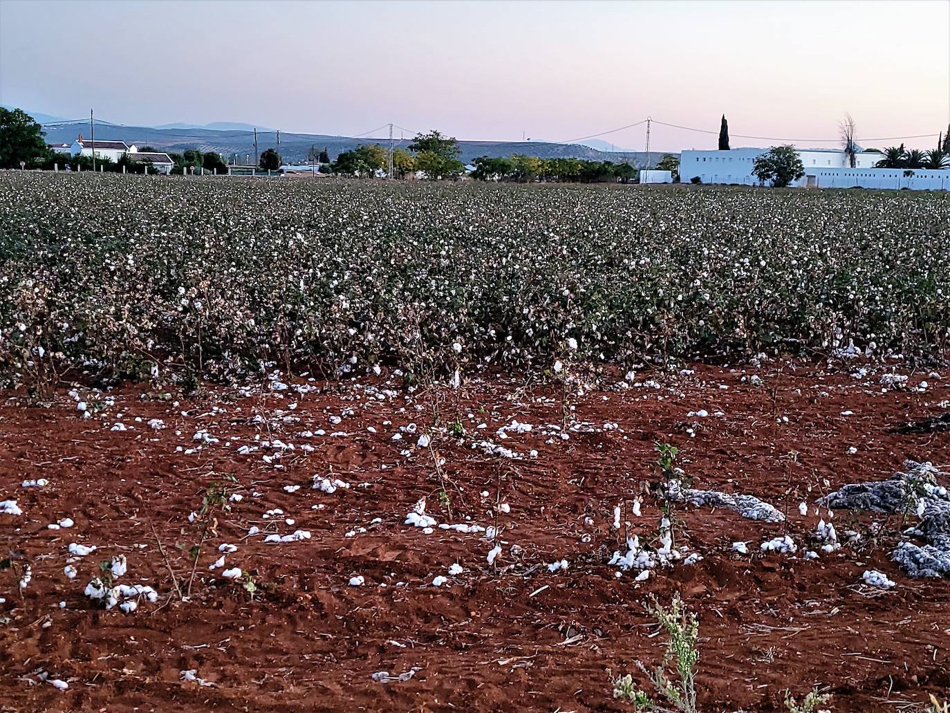 La buena campaña del algodón sirve de alivio a un campo muy necesitado de agua