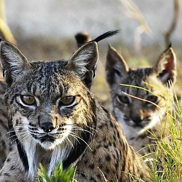 Un empresario turístico dice que el lince es la «excelencia turística» del municipio