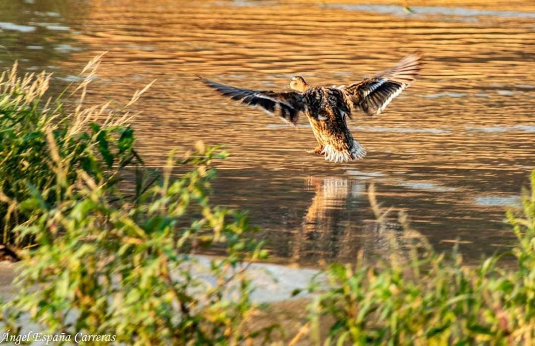 El colectivo ambiental Ameco se expande por Andalucía