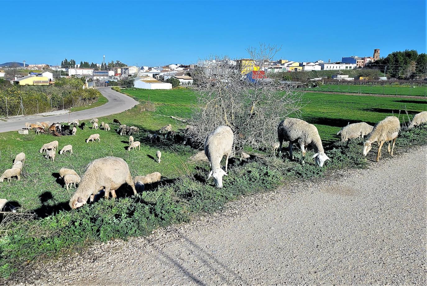 Las últimas lluvias alivian en algo la situación del campo