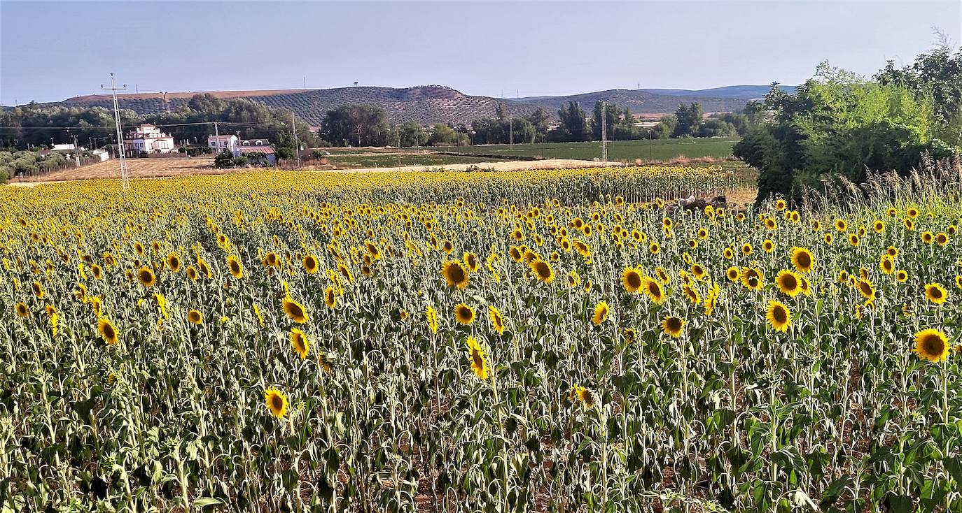 El girasol se convierte en la gran alternativa de la zona en época de  sequía | Ideal