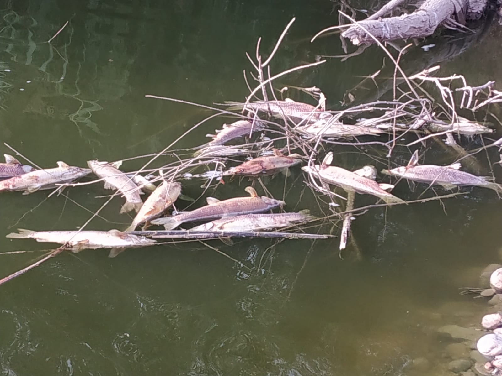 Denuncian la muerte de peces en el Guadalquivir a su paso por Andújar