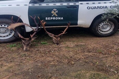 La Guardia Civil investiga en Andújar a una persona como presunta autora de un delito contra la fauna y flora