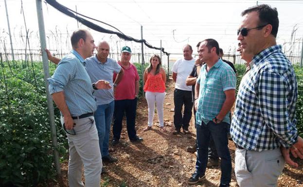 La tormenta de granizo del lunes daña el 40% del tomate cherry en Zújar y Freila