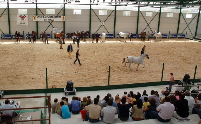 El XXI Campeonato de Caballos de P.R.E de Baza será el último fin de semana de agosto