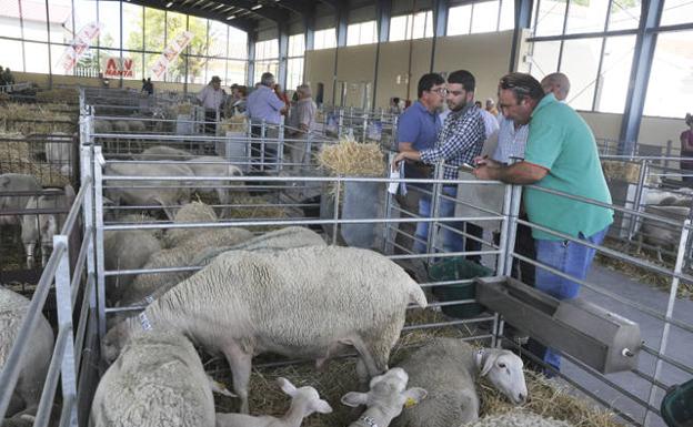 La Junta de Andalucía y Diputación mantienen su compromiso con ANCOS y el cordero segureño