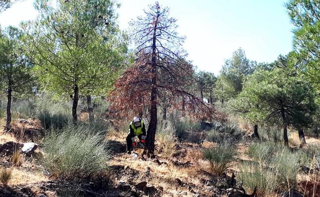 La restauración forestal de la Sierra de Baza conllevará talas del 85% en algunas zonas