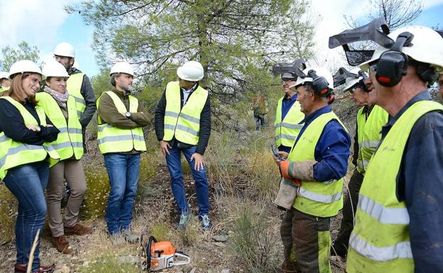 La Junta invierte tres millones de euros contra el decaimiento del pino en la Sierra de Baza