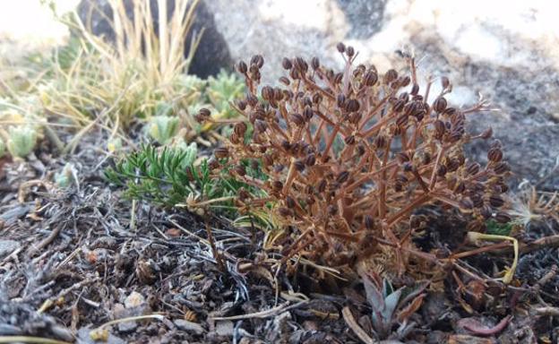 Localizan en la Sierra de Baza una especie de flora endémica del levante peninsular