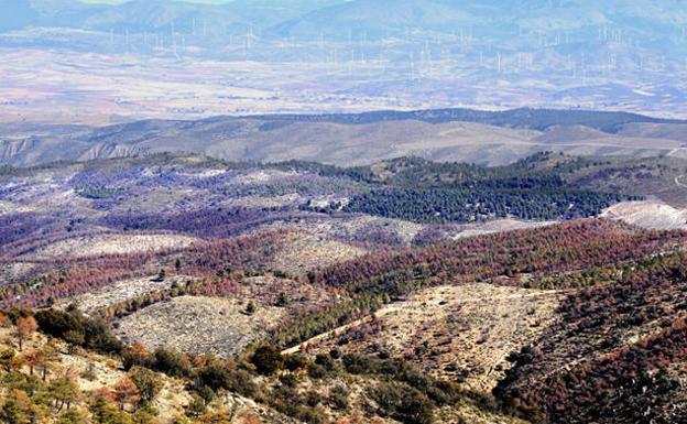 Critican por insuficientes las medidas para detener las plagas en la Sierra de Baza