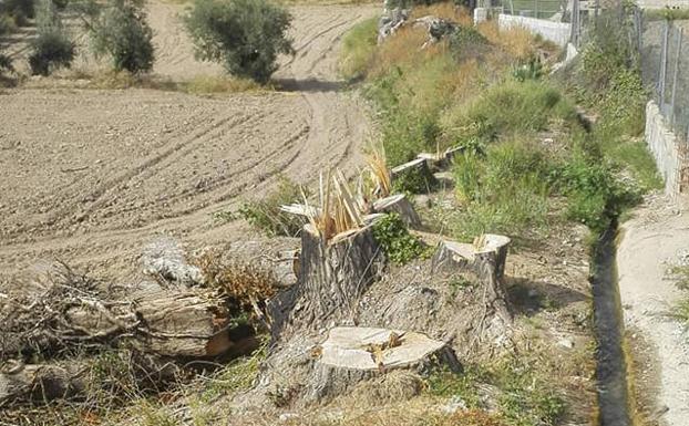 La Vega de Baza se queda poco a poco sin sus grandes árboles
