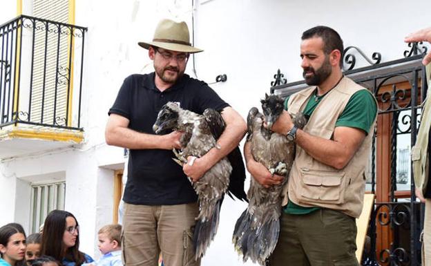 La Junta libera dos nuevos pollos de quebrantahuesos en la Sierra de Castril