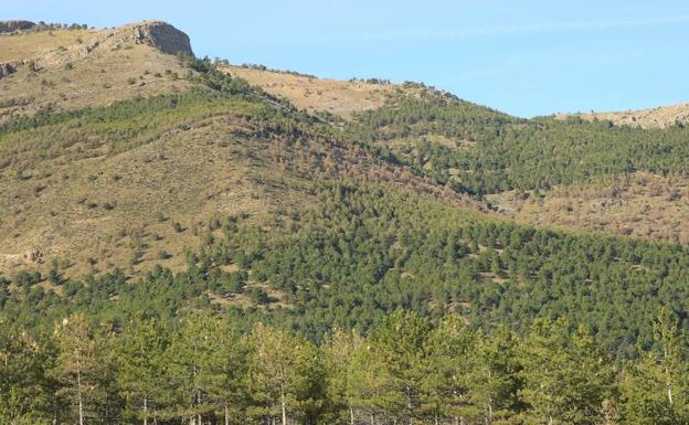 Promueven la reforestación de la Sierra de Baza con la plantación de casi 2.500 semillas
