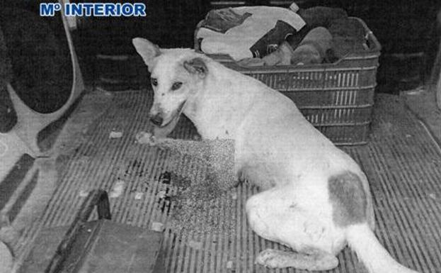 Dispara con una escopeta a un perro en Baza porque «molestaba» a sus gallinas