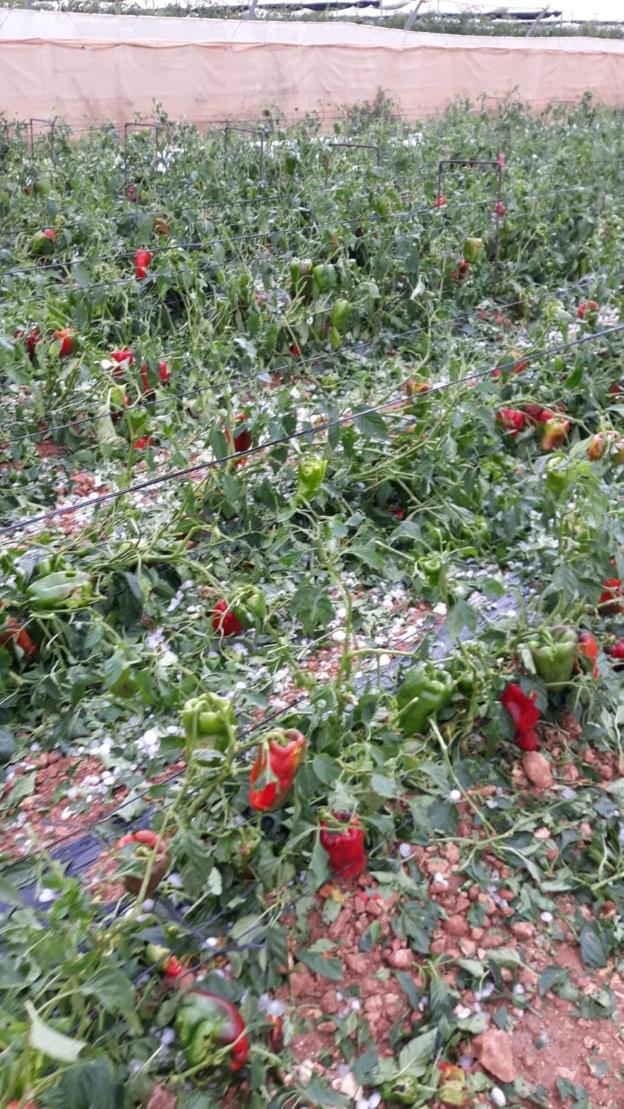Piden la declaración de zona de emergencia del área de Baza afectada por granizo