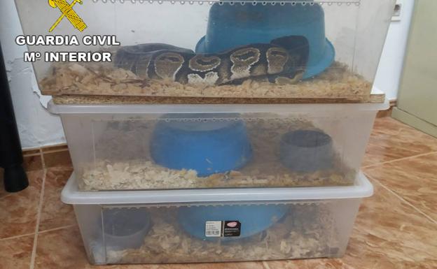 Recuperadas tres serpientes pitones robadas en Huéscar