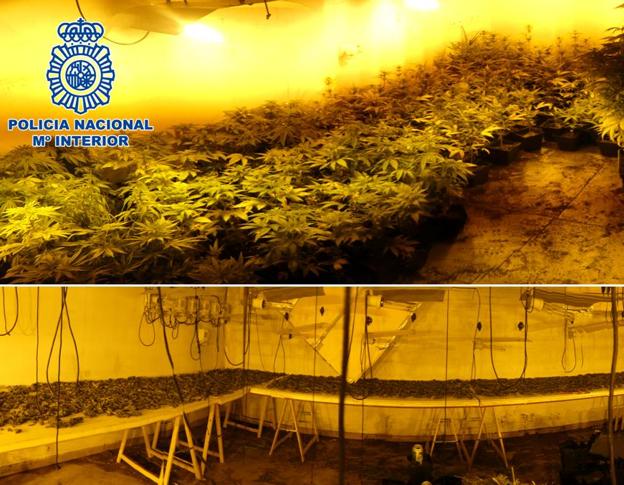 Un detenido en una operación con más de 600 plantas de marihuana incautadas en Baza