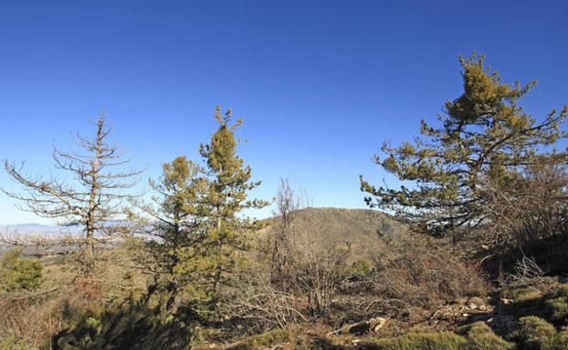 La plaga de muérdago sigue avanzando sin control en la Sierra de Baza