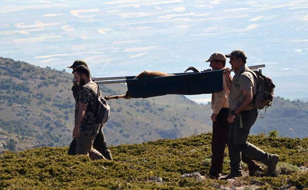 Rescatan en la Sierra de Baza un macho de cabra montés que se había quedado ciego