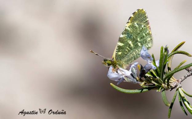 El Gobierno aumenta el nivel de protección legal de la mariposa Euchloe Bazae Bazae