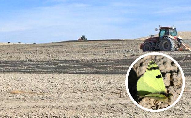 La Fiscalía investiga unas tareas de arado en Baza por amenazar a una mariposa «en extinción»