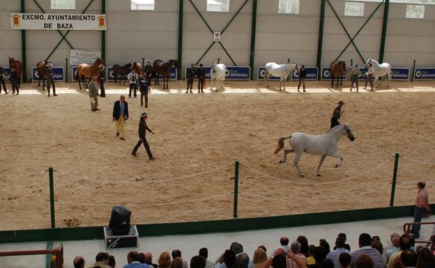 72 caballos de 30 ganaderías en el Campeonato de Caballos de Andalucía Oriental de Baza