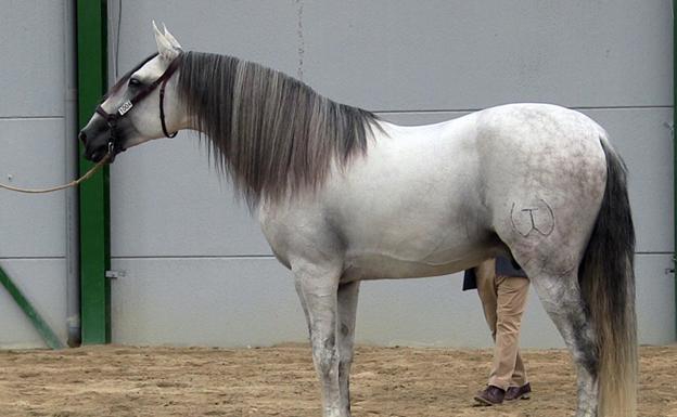 Armas Jarota y Alcalde Torrelaguna campeones del concurso de caballos de Baza