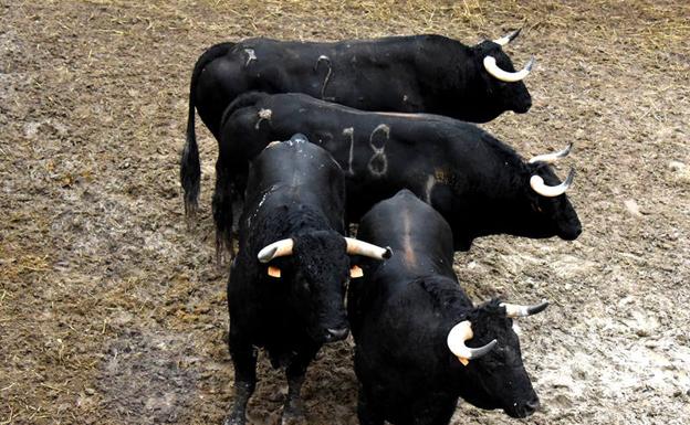 Suspendida por amenaza de lluvia la corrida de toros de la feria de Baza