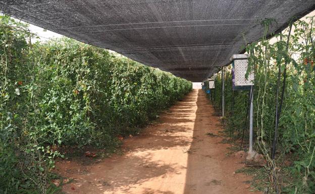 El Ayuntamiento de Baza ayuda a buscar trabajo y trabajadores para tareas agrícolas