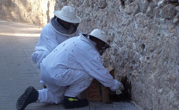 Alerta ciudadana ante los enjambres de abejas