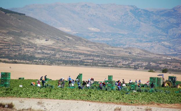 El Ayuntamiento envía 323 currículos a seis empresas agrícolas ubicadas en Baza y comarca
