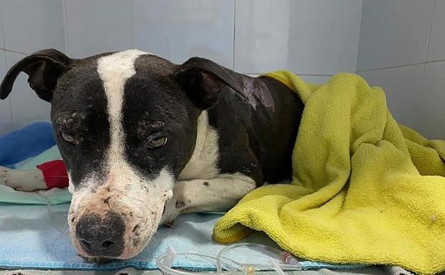El abandono de perros se dispara en las últimas dos semanas con 80 animales recogidos