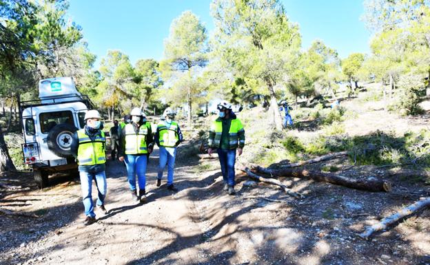 El Infoca realiza tratamientos selvícolas sobre 250 hectáreas de terreno forestal