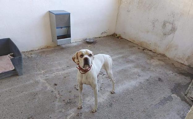 442 perros abandonados encuentran un hogar de acogida