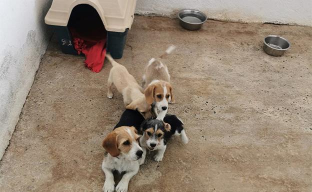 Las voluntarias de la perrera hallan un hogar para 511 perros abandonados