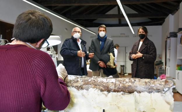 Una gran defensa de mastodonte en el Museo Arqueológico de Baza