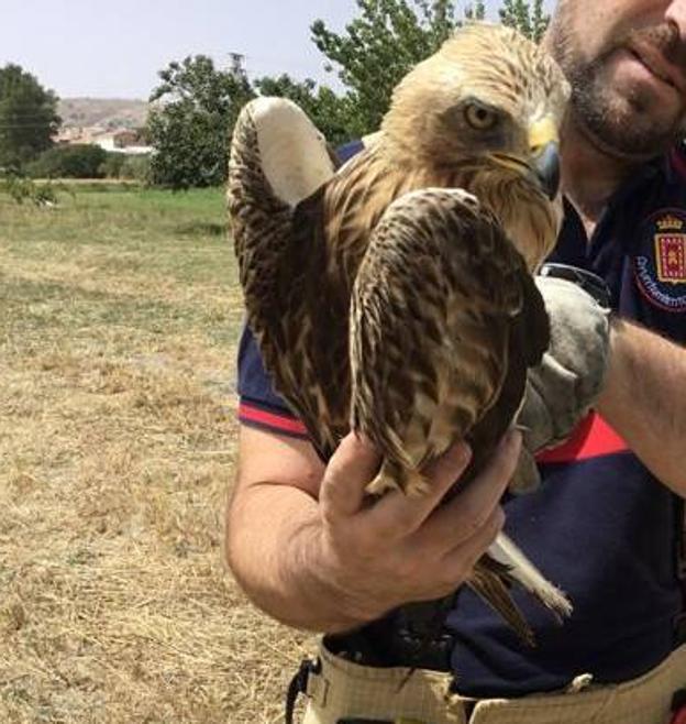 Los Bomberos de Baza rescatan un águila calzada herida