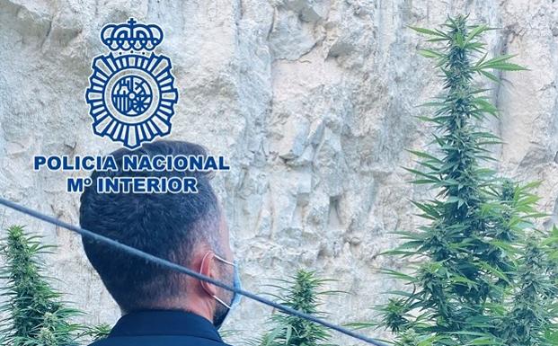 Descubren en una cueva de Baza plantas de marihuana de más de dos metros de altura
