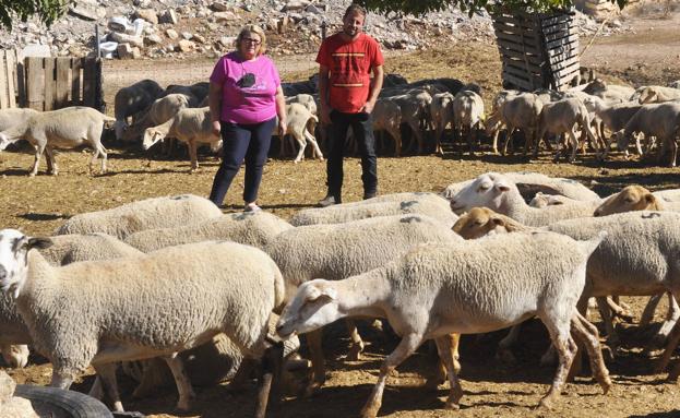 Una familia de Castril busca desesperadamente donde pasar el invierno con sus 600 ovejas