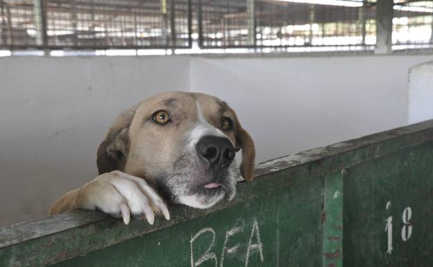 La perrera de Baza, al límite por el aumento de abandonos