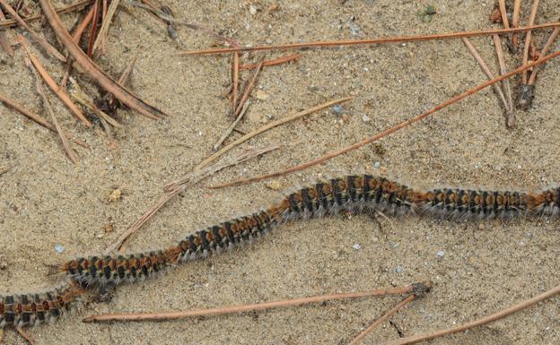 La Junta alerta sobre el aumento de la procesionaria en el Parque Natural Sierra de Baza
