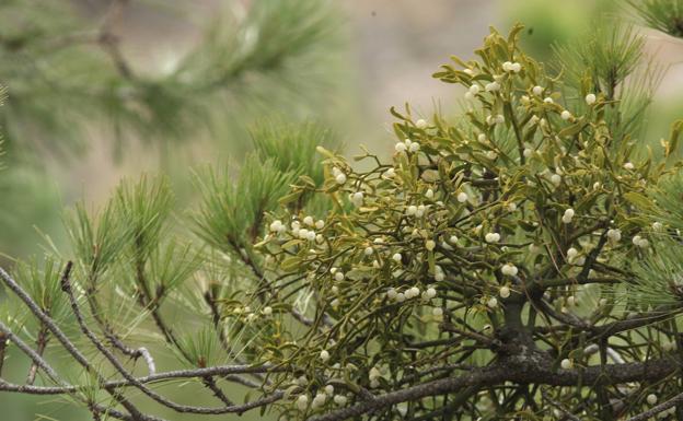 La plaga de muérdago avanza sin control en la Sierra de Baza