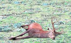 Un centenar de ciervos aparecen muertos en el Parque Natural de la Sierra de Baza