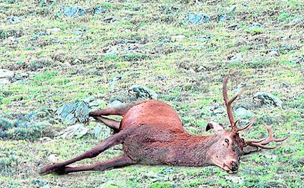 Un centenar de ciervos aparecen muertos en el Parque Natural de la Sierra de Baza