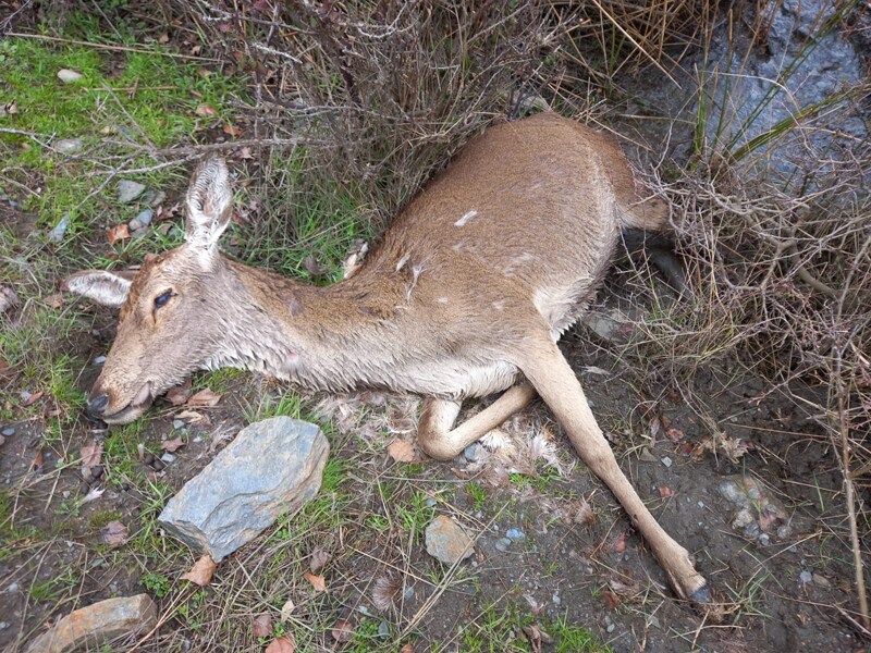 Desgarradora foto de una cria de ciervo muerta durante el extraño episodio vivido en la Sierra de Baza 
